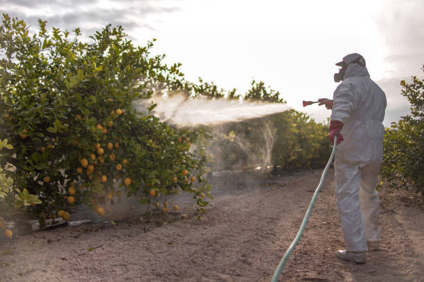 Trusted Oceanside, CA Pest Control Experts
