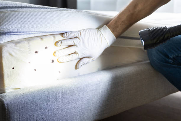 Best Mosquito Control Services  in Oceanside, CA