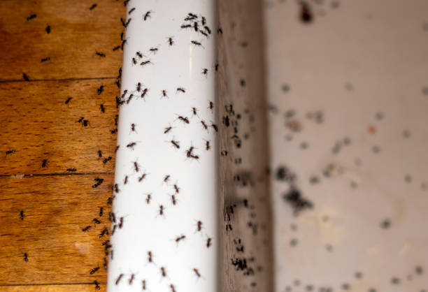 Best Best Pest Control Companies  in Oceanside, CA